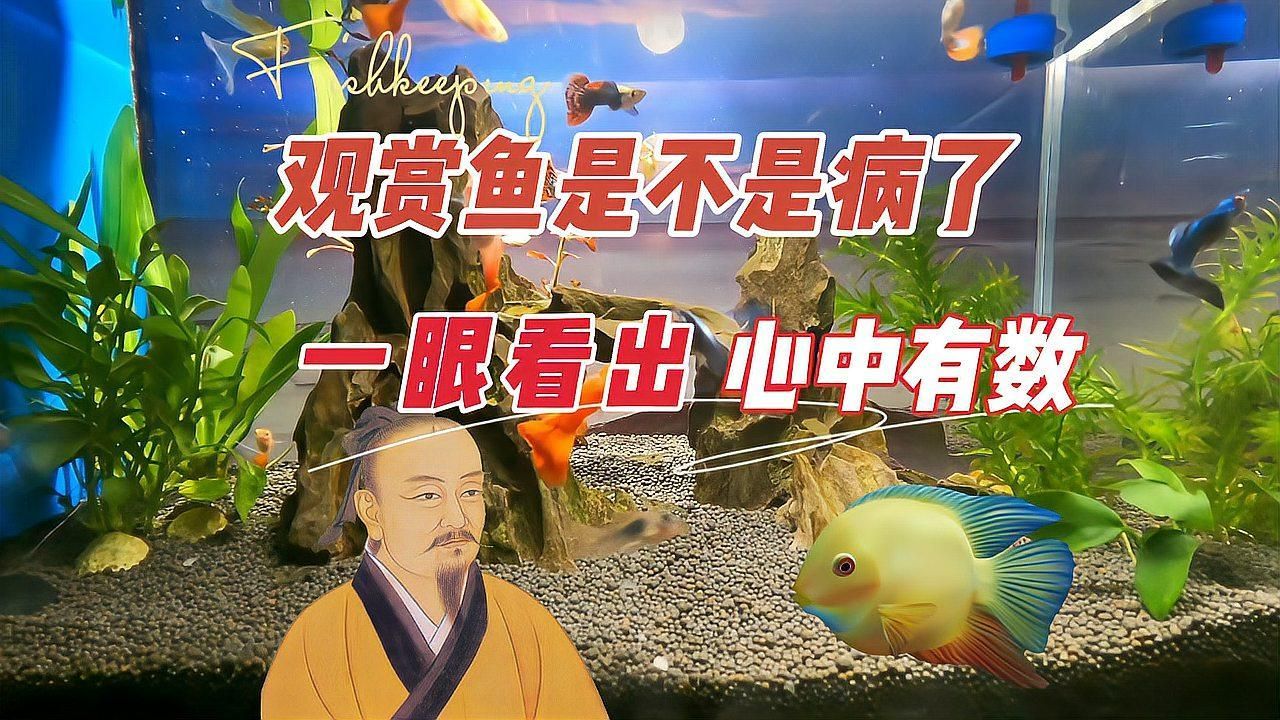 如何判斷觀賞魚是否患病，養(yǎng)魚筆記第3季64集養(yǎng)魚志第3季64集養(yǎng)魚志