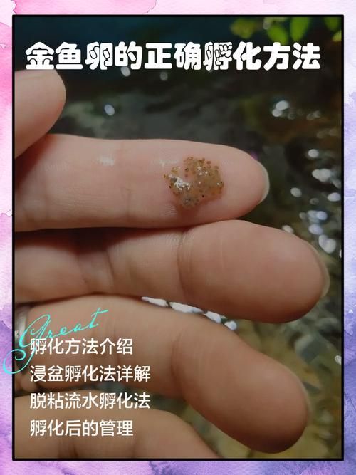 金龍魚繁殖時需要準備什么，金龍魚繁殖技術