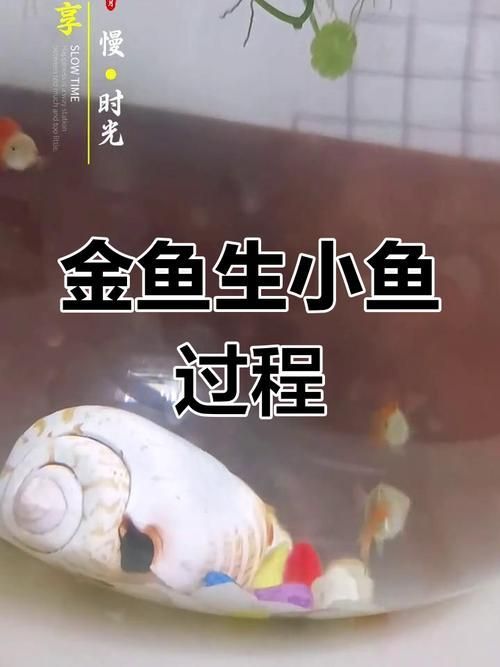 金龍魚繁殖時需要準備什么，金龍魚繁殖技術