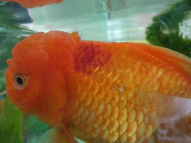 有哪些藥物可以治療龍魚的“艾滋病”？
