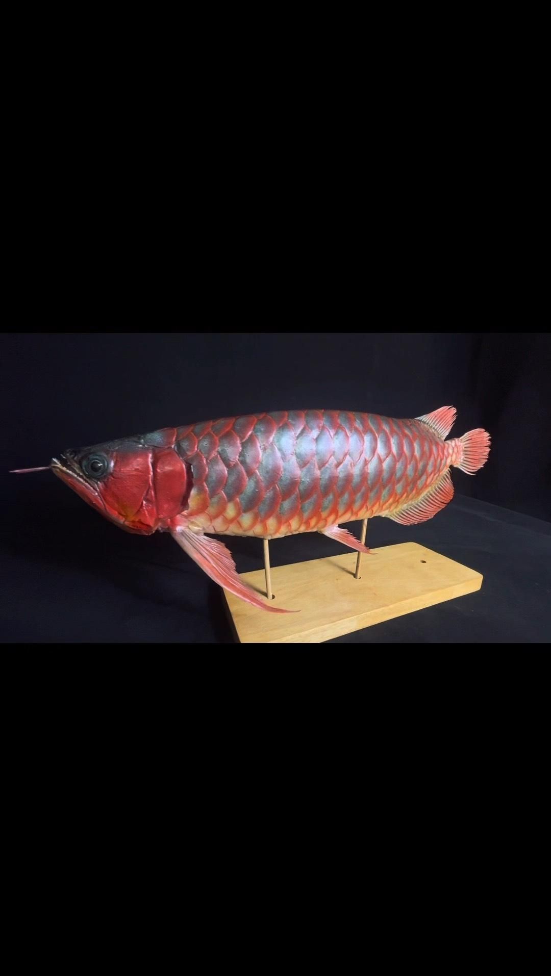 龍魚標(biāo)本制作多久能完成