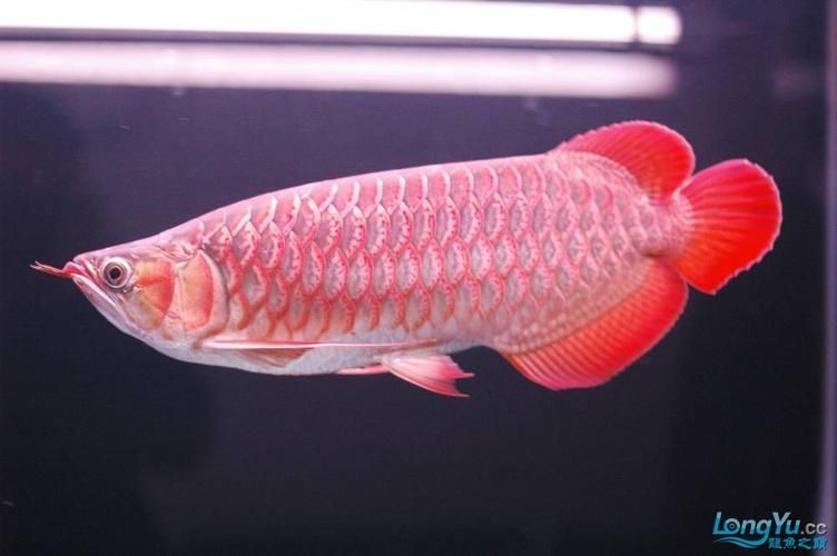 有哪些知名龍魚品牌？，全球最具影響力的幾大龍魚品牌，中國首個自主龍魚品牌