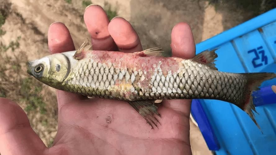 如何預(yù)防魚鱗片發(fā)紅充血,如何預(yù)防魚鱗片發(fā)紅充血(arxiv論文助手)