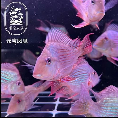 元寶鳳凰魚的價格是多少？，元寶鳳凰魚價格是多少