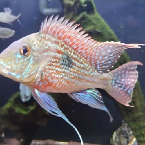 元寶鳳凰魚的價格是多少？，元寶鳳凰魚價格是多少