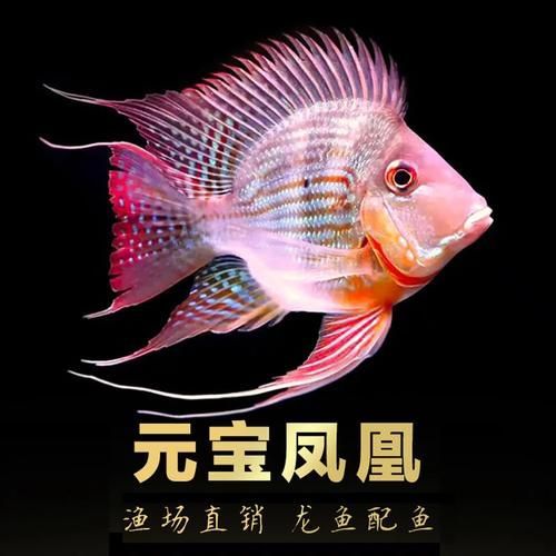 元寶鳳凰魚的價格是多少？，元寶鳳凰魚價格是多少