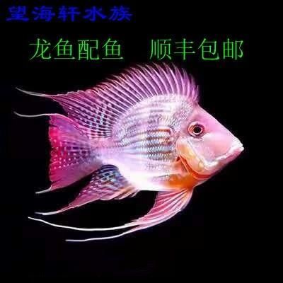 元寶鳳凰魚的價格是多少？，元寶鳳凰魚價格是多少