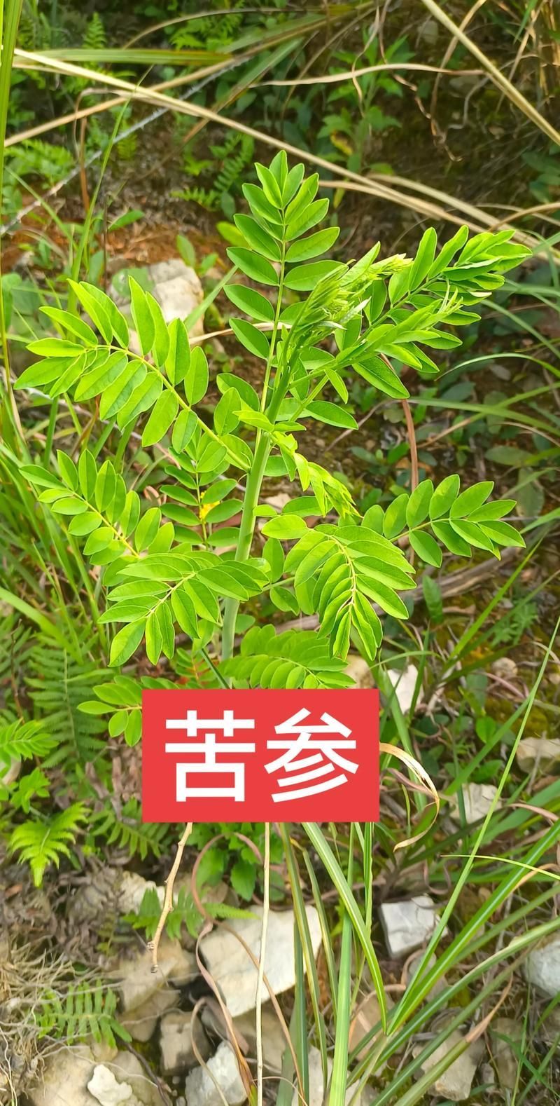 哪些中藥對魚寄生蟲最有效