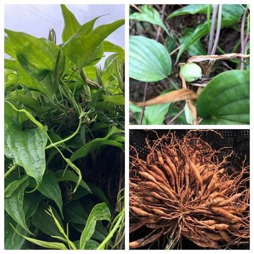 哪些中藥對魚寄生蟲最有效