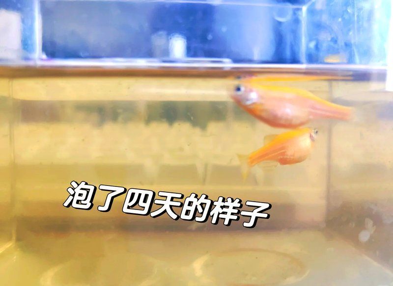 土霉素治療魚腹水的成功案例有哪些，土霉素治療魚腹水成功案例 土霉素治療魚腹水的成功案例有哪些，土霉素治療魚腹水成功案例 龍魚百科 第1張