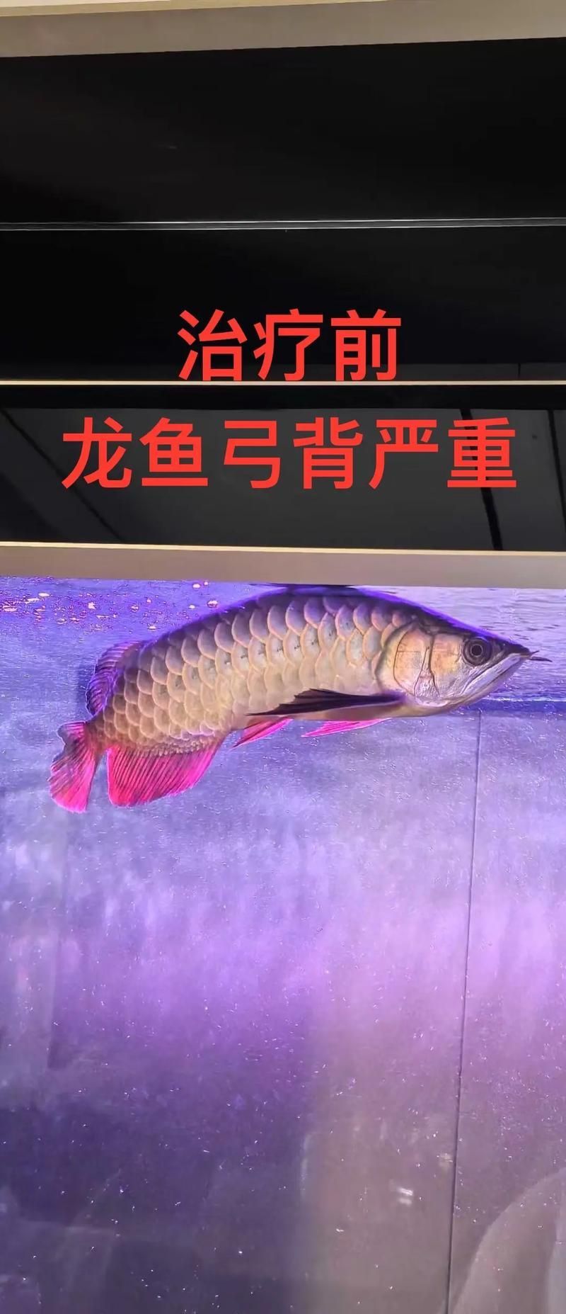 如何預防龍魚弓背的發(fā)生？，如何預防龍魚弓背發(fā)生