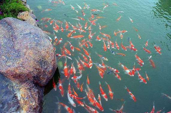 哪里可以購買到正宗的龍魚幼苗？ 哪里可以購買到正宗的龍魚幼苗？ 龍魚百科 第2張