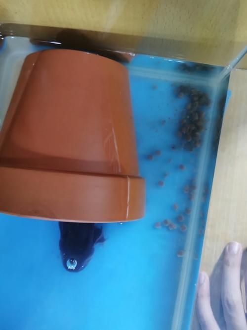 如何確保六角龍魚食物的新鮮度，六角龍魚食物保鮮技術(shù)