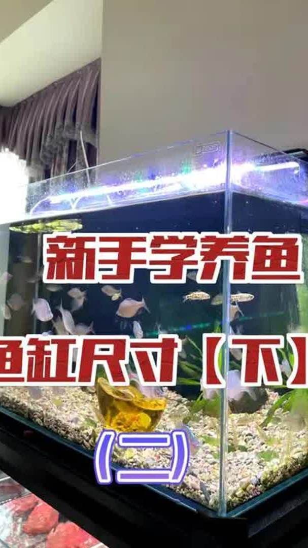 魚缸尺寸過小如何緩解，魚缸尺寸過小如何緩解？ 魚缸尺寸過小如何緩解，魚缸尺寸過小如何緩解？ 龍魚百科 第1張