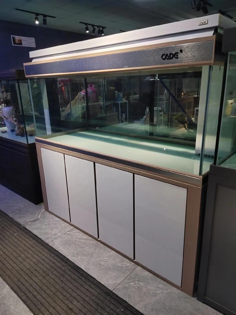 彩鰈和可麗愛哪個更好?,彩鰈與可麗愛哪個更好? 龍魚百科 第4張 彩鰈和可麗愛哪個更好?,彩鰈與可麗愛哪個更好? 彩鰈和可麗愛哪個更好?,彩鰈與可麗愛哪個更好? 龍魚百科 第4張