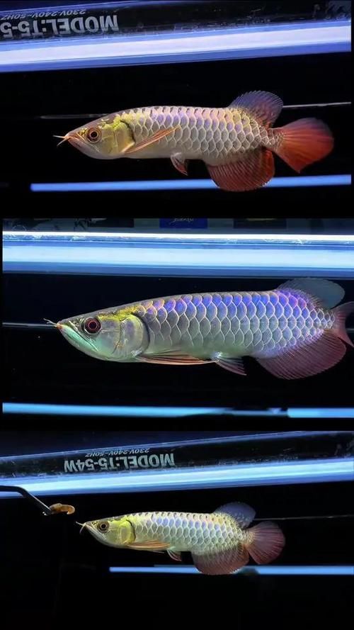 祥龍金龍魚的品質(zhì)如何？，如何選購一條祥龍金龍魚？ 祥龍金龍魚的品質(zhì)如何？，如何選購一條祥龍金龍魚？ 龍魚百科 第2張