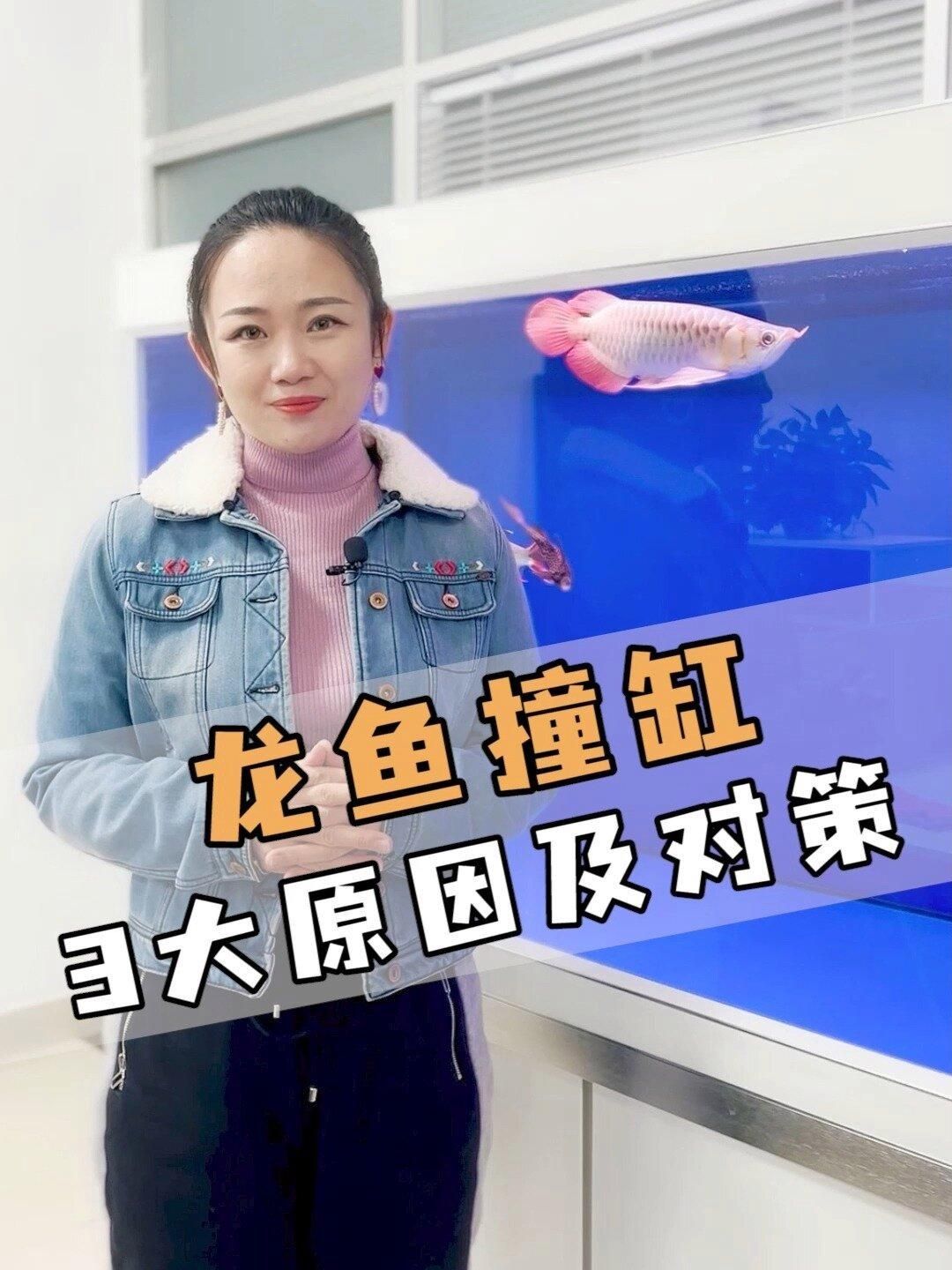 龍魚撞缸后多久會恢復(fù)，龍魚撞缸后多久會恢復(fù)，銀龍魚撞缸原因及解決方法分享