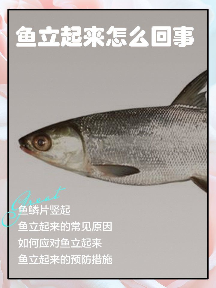 如何早期發現魚立鱗病，如何早期發現魚立鱗病（又稱豎鱗病、松鱗病、松鱗病）