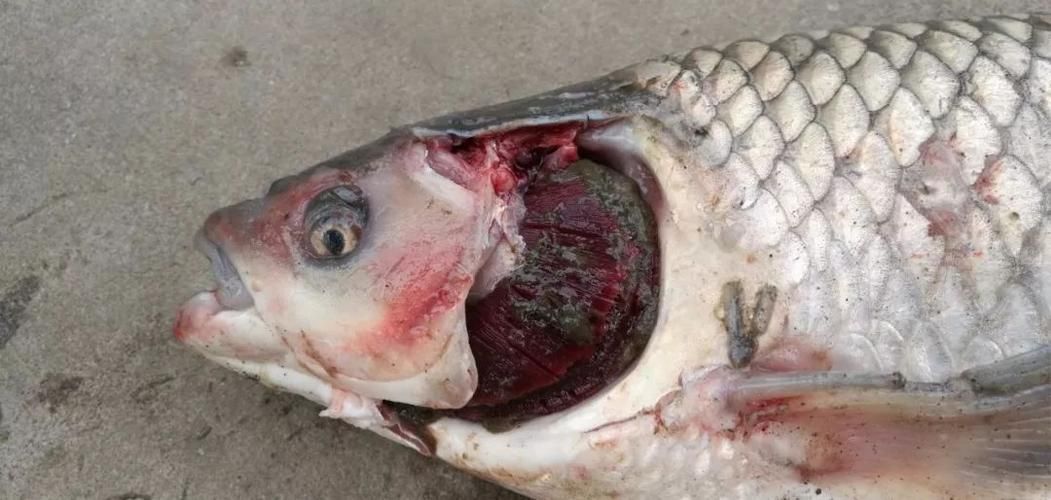 如何預(yù)防魚外傷感染 如何預(yù)防魚外傷感染 龍魚百科 第4張