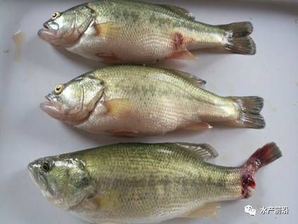 如何預(yù)防魚外傷感染