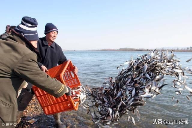 如何預(yù)防魚外傷感染 如何預(yù)防魚外傷感染 龍魚百科 第5張