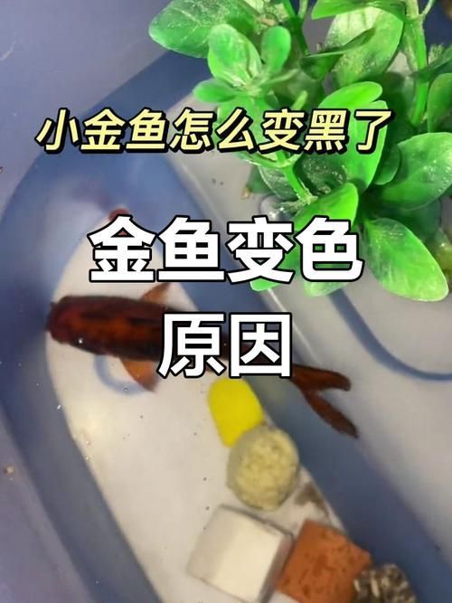 如何預(yù)防金魚發(fā)黑 龍魚百科 第6張 如何預(yù)防金魚發(fā)黑 如何預(yù)防金魚發(fā)黑 龍魚百科 第6張