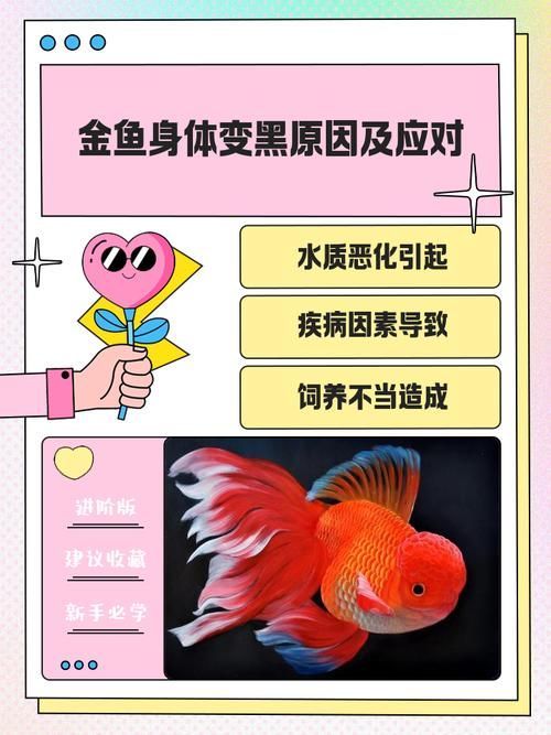 如何預(yù)防金魚發(fā)黑 龍魚百科 第5張 如何預(yù)防金魚發(fā)黑 如何預(yù)防金魚發(fā)黑 龍魚百科 第5張