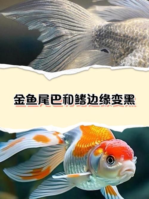 如何預(yù)防金魚發(fā)黑