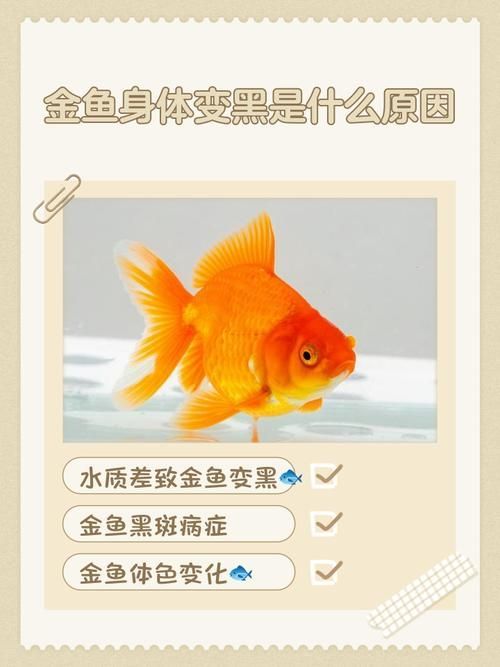 如何預(yù)防金魚發(fā)黑