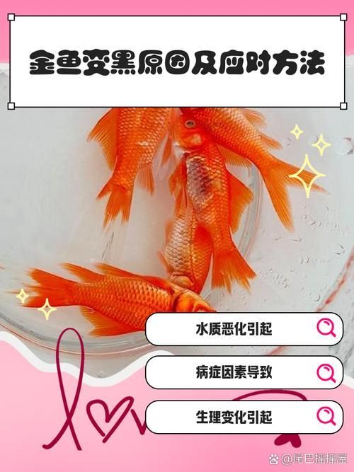 如何預(yù)防金魚發(fā)黑