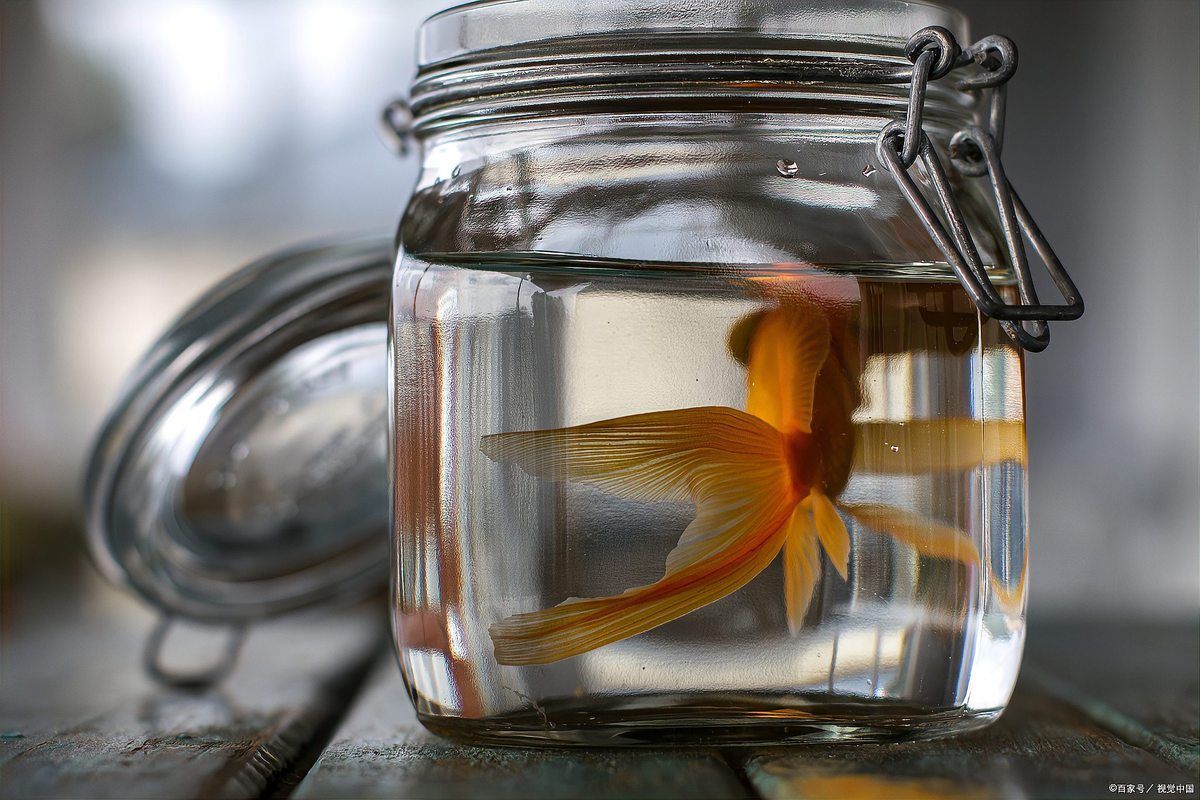 如何預(yù)防金魚發(fā)黑 如何預(yù)防金魚發(fā)黑 龍魚百科 第7張