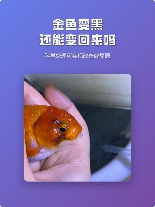 如何預(yù)防金魚發(fā)黑 龍魚百科 第4張 如何預(yù)防金魚發(fā)黑 如何預(yù)防金魚發(fā)黑 龍魚百科 第4張