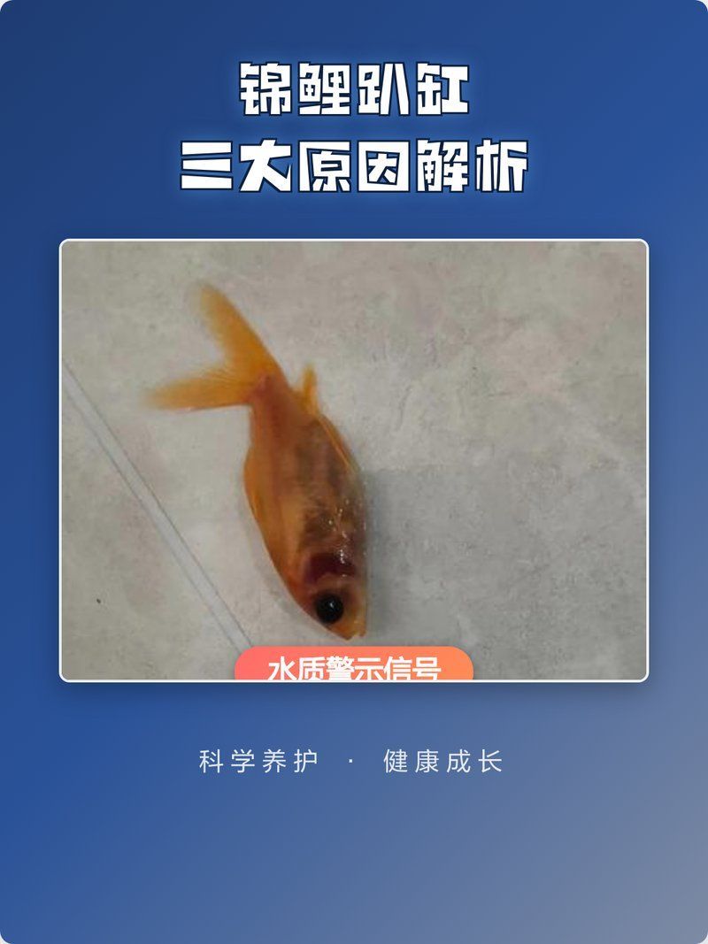 錦鯉趴缸底會自己好嗎，錦鯉趴缸底會自己好嗎錦鯉趴缸底會自己好嗎 錦鯉趴缸底會自己好嗎，錦鯉趴缸底會自己好嗎錦鯉趴缸底會自己好嗎 龍魚百科 第1張