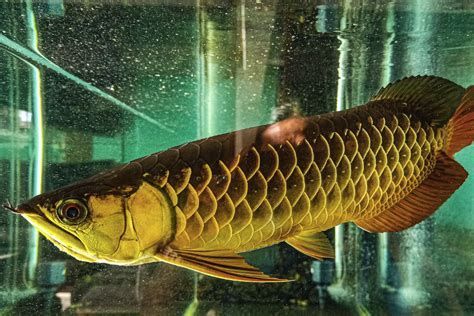 龍魚躲角落是疾病了嗎？，龍魚躲角落是疾病了嗎 龍魚躲角落是疾病了嗎？，龍魚躲角落是疾病了嗎 龍魚百科