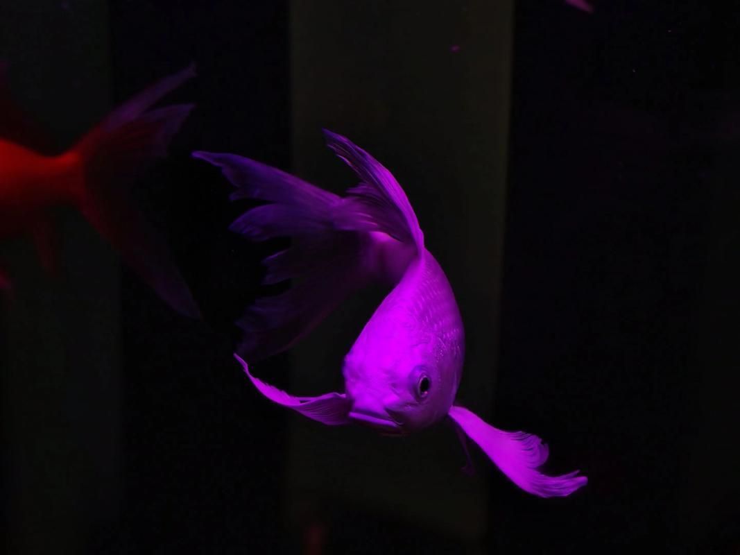 如何治療魚(yú)的內(nèi)寄問(wèn)題