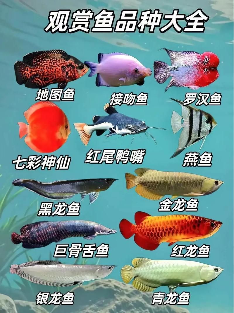 如何治療魚(yú)的內(nèi)寄問(wèn)題