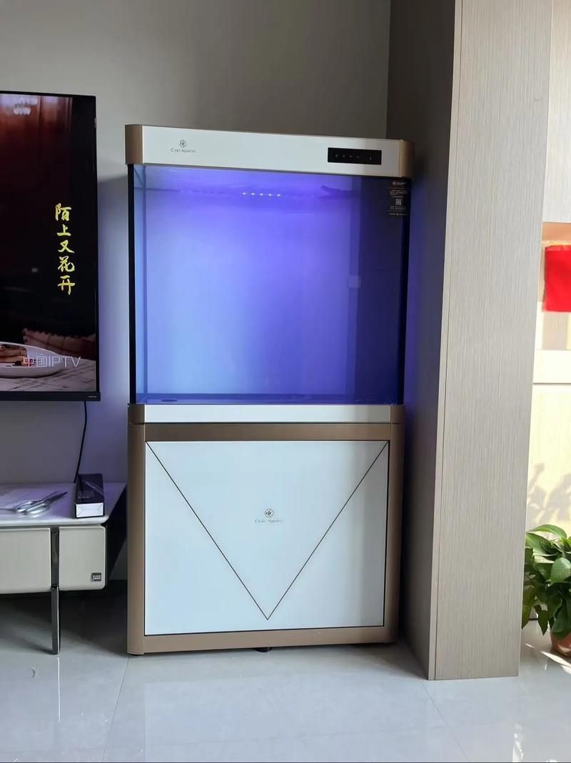 可麗愛魚缸適合哪些魚？