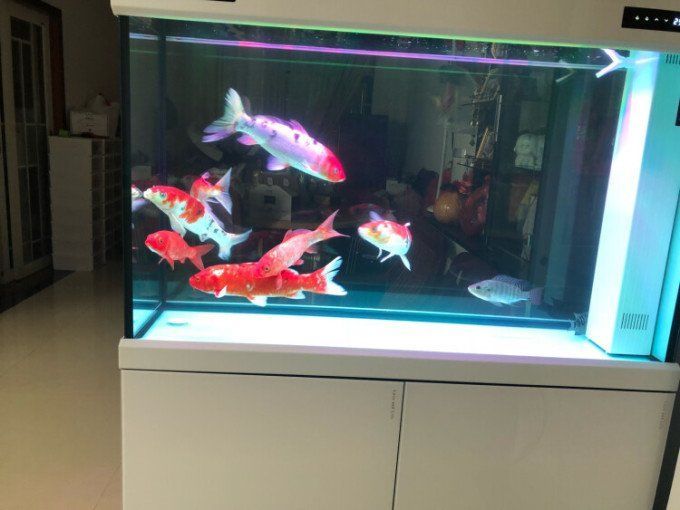 可麗愛魚缸適合哪些魚？