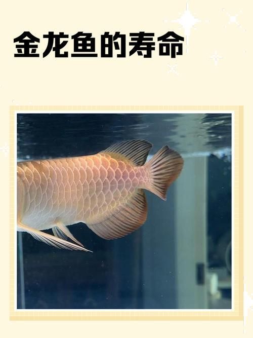 有沒有龍魚品牌排行榜的圖片版本？，如何區(qū)分祥龍魚場(chǎng)還有哪些著名的龍魚品種？ 有沒有龍魚品牌排行榜的圖片版本？，如何區(qū)分祥龍魚場(chǎng)還有哪些著名的龍魚品種？ 龍魚百科 第11張