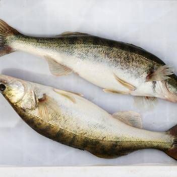 如何區(qū)分新疆雪龍魚和觀賞魚？，如何區(qū)分新疆雪龍魚與觀賞魚