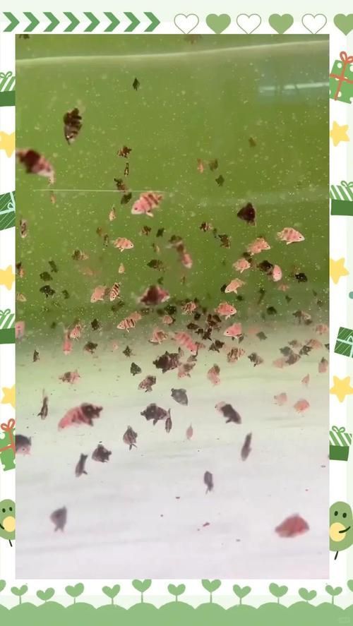 如何辨別祥龍魚場印尼虎苗的真偽，如何辨別印尼虎魚