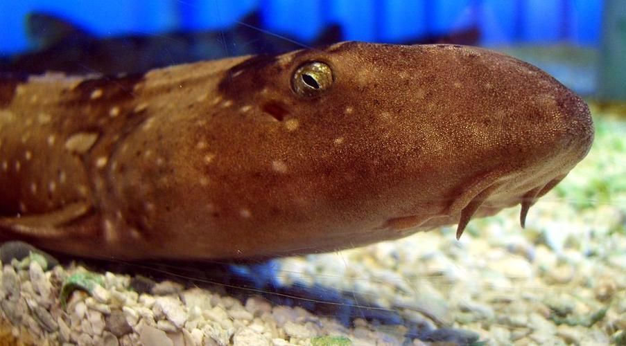 白子球鯊魚的飼養方法，關于白子球鯊魚的飼養 白子球鯊魚的飼養方法，關于白子球鯊魚的飼養 龍魚百科 第5張