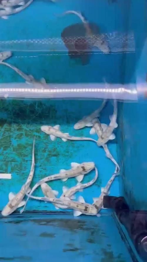 白子球鯊魚的飼養方法，關于白子球鯊魚的飼養 白子球鯊魚的飼養方法，關于白子球鯊魚的飼養 龍魚百科 第4張