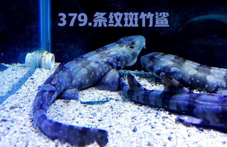 白子球鯊魚的飼養方法，關于白子球鯊魚的飼養 白子球鯊魚的飼養方法，關于白子球鯊魚的飼養 龍魚百科 第2張