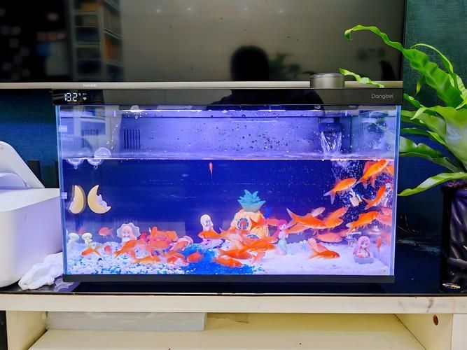 如何提供火龍魚足夠的活動(dòng)空間？，如何提供火龍魚活動(dòng)空間