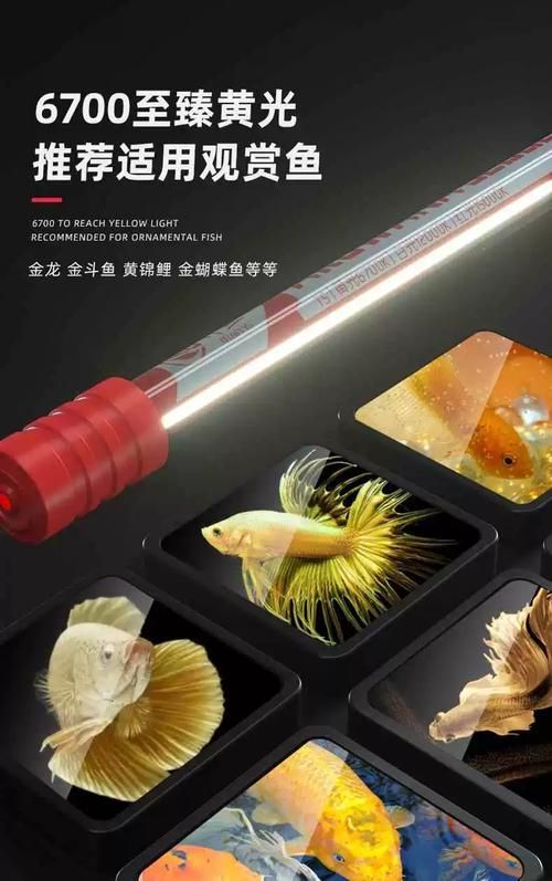 如何判斷龍魚增色燈是否有效？，如何判斷龍魚增色燈是否有效