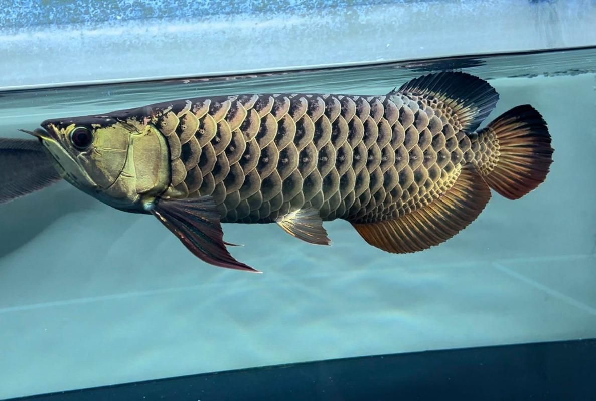 長城杯龍魚大賽的觀賞魚價格如何？，2023年“長城杯”世界龍魚錦標賽全場總冠軍龍魚高價成交