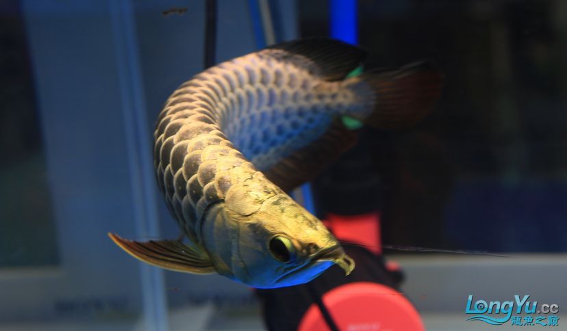 長城杯龍魚大賽的觀賞魚價格如何？，2023年“長城杯”世界龍魚錦標賽全場總冠軍龍魚高價成交