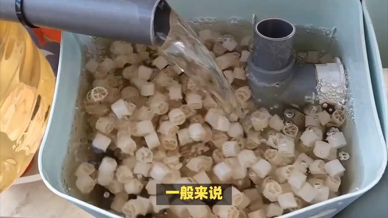 細菌屋多久清洗一次合適，細菌屋多久換一次 細菌屋多久清洗一次合適，細菌屋多久換一次 龍魚百科 第2張