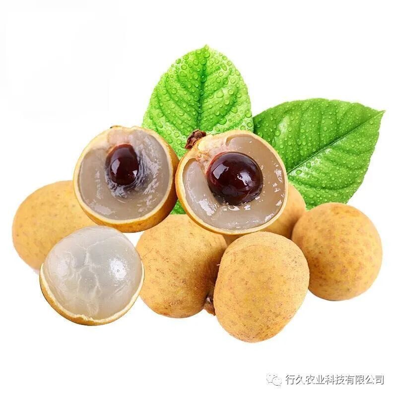 龍眼爛尾最怕三樣東西，關于龍眼爛尾問題